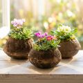 Kvetináč s orieškami raj Natural Sapucaia Ø14cm V10cm 3 ks | Floristik24.sk