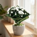 Umelá Kalanchoe Flaming Käthchen White 24cm | Floristik24.sk