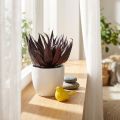 Umelá rastlina Aloe Vera v kvetináči Dekoračná rastlina zelená H20 cm | Floristik24.sk