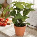 Umelá bazalka v črepníku Herb Črepník Umelá rastlina 22cm 2ks | Floristik24.sk