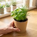 Kvetináče, kvetináč, prírodný, Ø11cm V10cm, 6 kusov | Floristik24.sk