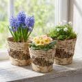 Brezový kvetináč z kôry s fóliou Ø15cm V13cm 3ks | Floristik24.sk