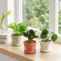 Umelé zelené rastliny mini rastlinky v kvetináči 15cm 3ks | Floristik24.sk