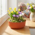 Miska v tvare Z plastová Ø16cm 10 ks | Floristik24.sk