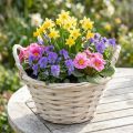 Kôš s rúčkami Kôš na štiepky Kôš na rastliny bielený Ø18cm V12cm | Floristik24.sk