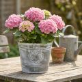 Kovový kvetináč v štýle Shabby Chic s dizajnom srdca, Ø22cm, V17,5cm | Floristik24.sk