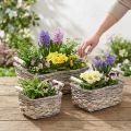 Kôš na rastliny s rúčkami, hranatá košíková miska, prírodný kvetináč na pestovanie shabby chic umývaná biela L30/25,5/21 cm V12/11/10 cm sada 3 kusov | Floristik24.sk