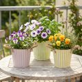 Vedro na sadenie, kvetináč s rúčkami, kovová dekorácia ružová/zelená/žltá shabby chic Ø16,5 cm V15 cm 3-dielna sada | Floristik24.sk