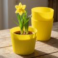 Skladané manžety žlté 14,5cm 100 kusov | Floristik24.sk
