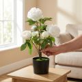 Paeonia umelá, pivonka v črepníku, ozdobná rastlina biele kvety V57cm | Floristik24.sk