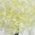 Floristik24 Hortenzia strapec umelé kvety biele L27cm