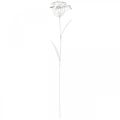 Floristik24 Záhradná hmoždinka kvetina, záhradná dekorácia, hmoždinka z kovu shabby chic biela, strieborná L52cm Ø10cm 2ks