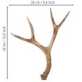 Umelé parohy, realistické, rustikálne, 32 cm | Floristik24.sk