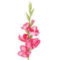 Floristik24 Umelá gladioláza s ozdobnými kvetmi, 88 cm