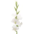 Floristik24 Umelý mečík, dlhá stonka, do vázy, 88 cm