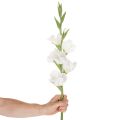 Umelý mečík, dlhá stonka, do vázy, 88 cm | Floristik24.sk