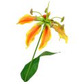 Floristik24 Konár Gloriosa oranžovo-žltý 90cm 1ks