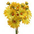 Floristik24 Sedmokráska v kytici žltá 33cm 6ks