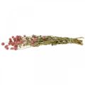 Floristik24 Lopta Amarant, Gomphrena Globosa, letný kvet, suchý kvet ružový L49cm 50g