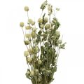 Floristik24 Sušený kvet, amarant guľový, Gomphrena Globosa biela L49cm 45g