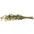 Floristik24 Sušený kvet, amarant guľový, Gomphrena Globosa biela L49cm 45g