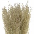 Floristik24 Sušená tráva okrasná tráva na suchú floristickú dekoráciu príroda V55cm