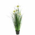 Floristik24 Umelá tráva s echinaceou v bielom črepníku 52cm