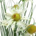 Floristik24 Umelá tráva s echinaceou v bielom črepníku 56cm