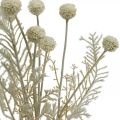 Floristik24 Suché trávy umelá pampová tráva allium cream, béžová V60cm