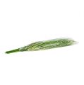 Floristik24 Konár z trávy s kvetmi 58cm zelený 6ks