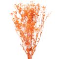 Floristik24 Kytica sušených kvetov Gypsophila s dychom pre bábätká 75 cm 100 g