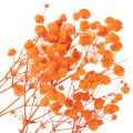 Kytica sušených kvetov Gypsophila s dychom pre bábätká 75 cm 100 g | Floristik24.sk