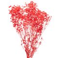 Floristik24 Sušený zväzok gypsofily (baby's breath) 75 cm 100 g