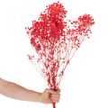 Sušený zväzok gypsofily (baby's breath) 75 cm 100 g | Floristik24.sk