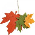 Floristik24 Jesenný deko prívesok drevo listy javorový list 22cm 4ks