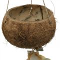 Floristik24 Kokosová miska so škrupinami, prírodná miska na rastliny, kokos ako závesný košík Ø13,5/11,5 cm, sada 2 ks