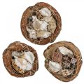 Floristik24 Polovica škrupín kokosových orechov deko ulity slimákov deko 18–19cm 3ks