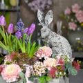 Floristik24 Dekoratívna záhradná dekorácia so sedacím kameňom králika V31cm