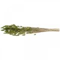 Floristik24 Králičí chvost tráva Lagurus sušená zelená 60cm 50g