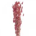 Floristik24 Králičí chvost tráva Lagurus sušená svetloružová 60cm 50g