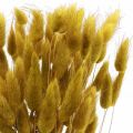 Floristik24 Králičí chvost tráva Lagurus sušená oliva 60cm 50g