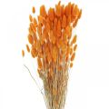 Floristik24 Králičí chvost Grass Lagurus sušený pomaranč 60cm 50g