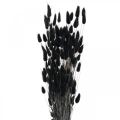 Floristik24 Králičí chvost tráva Lagurus sušená čierna 60cm 50g