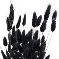 Floristik24 Králičí chvost tráva Lagurus sušená čierna 60cm 50g