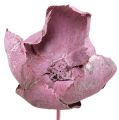 Floristik24 Drevený kvet, Palm Cup Mix Ružovo-Heather 25ks