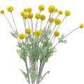 Floristik24 Palička na stehná žlté umelé kvety Craspedia hodváb