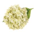 Umelý kvet hortenzie s dlhou stonkou a listami, 60 cm | Floristik24.sk