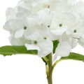 Floristik24 Ozdobná hortenzia biela 36cm