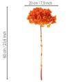 Hortenzia, konzervovaná a farbená, veľký kvet s dlhou stonkou, 60 cm | Floristik24.sk