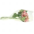 Floristik24 Hortenzia ružová 33cm 1ks